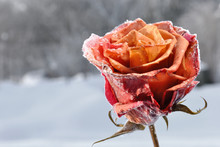 Frozen Rose In The Winter