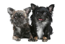 Two Long-haired Chihuahua Dog On White Background