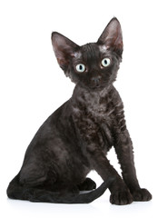 Canvas Print - Black color Devon Rex cat sitting on a white background