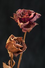 A Two Wilting Rose On Dark Background