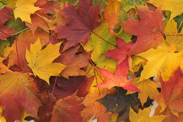 Wall Mural - color leaves