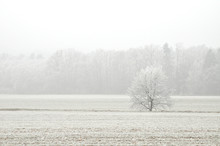 Lone Tree In Winter