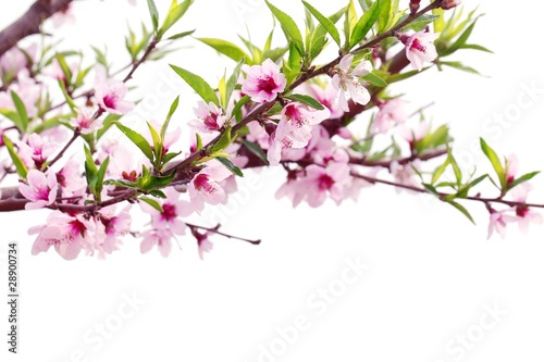 Spring Blossom