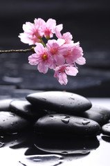 Wall Mural - spa still life -spa stones and pink cherry