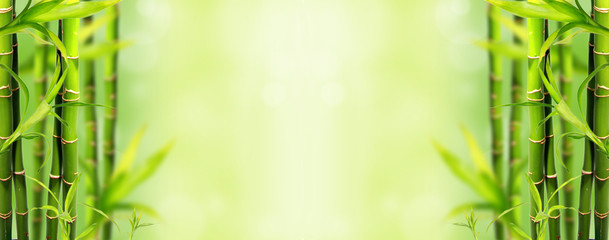 Bamboo background