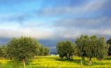 Fototapeta Natura - Olives tree in yellow field.