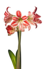 Wall Mural - red amaryllis