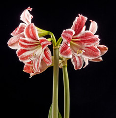 Wall Mural - red amaryllis lilia