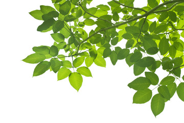 Wall Mural - Green Leaves on white background