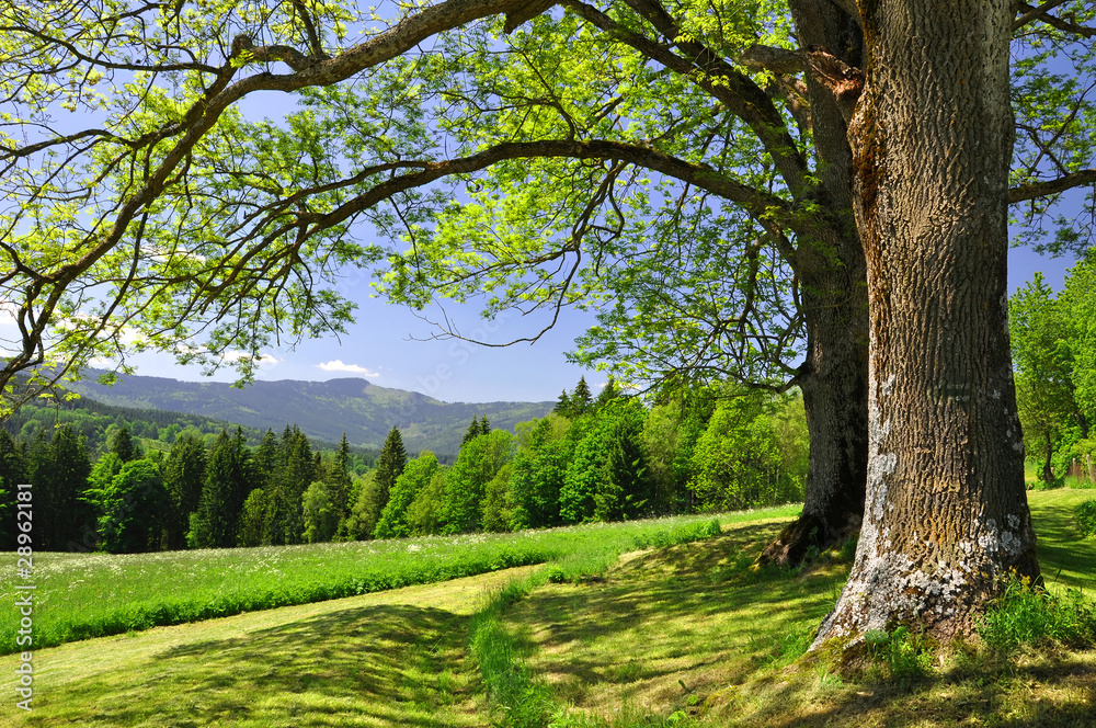 Obraz na płótnie Spring landscape in the national park Sumava - Czech Republic w salonie