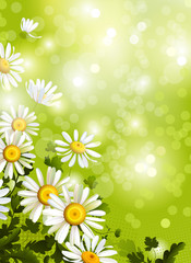 Poster - glade with a chamomiles