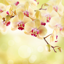 Yellow Orchid On A Light Background
