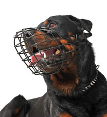 Poster - rottweiler muselé