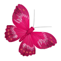 Pink Butterfly