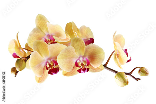 Naklejka na meble Yellow orchid on a white background