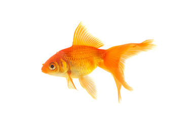 Goldfish