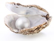 canvas print picture - Image of a white pearl in a shell on a white background.