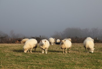 Wall Mural - Sheep Grazing In Winter Fog