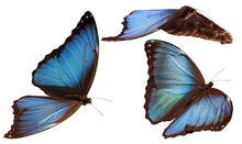 3 Morpho Butterflies