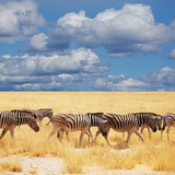 Fototapeta Konie - Zebras