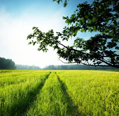 Road in green field