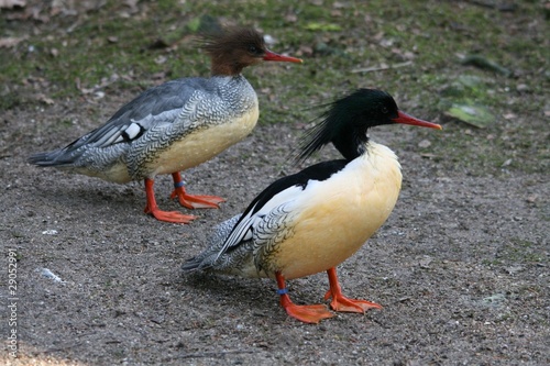Schuppensager Chinese Merganser Mergus Squamatus Stock Photo Adobe Stock Mergus squamatus ) — ptica semeystva utinye. https stock adobe com images schuppensager chinese merganser mergus squamatus 29052991 start checkout 1 content id 29052991