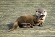 Baby Otter - Yawning