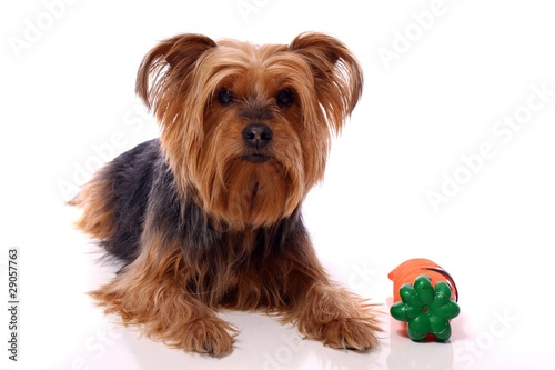 Hund Yorkshire Terrier Mit Spielzeug Buy This Stock Photo And Explore Similar Images At Adobe Stock Adobe Stock