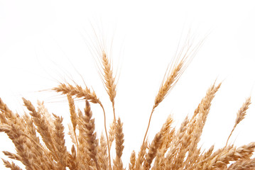 Poster - Wheat ears