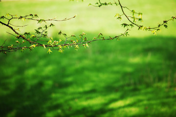 Wall Mural - branches