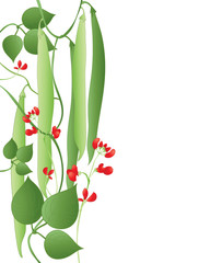 Wall Mural - runner beans