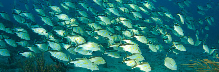 Schooling Cottonwick Grunts on a reef in Boca Raton, Florida.