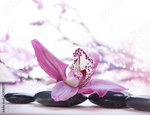 rozowy-kwiat-i-czarne-kamienie-bazaltowe-spa