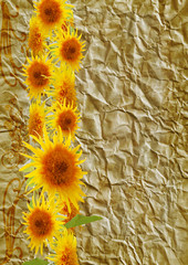 Wall Mural - frame from  sunflower grunge