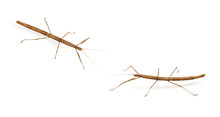 Stick Bug, Insect