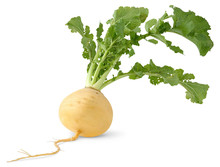 Isolated Turnip. Fresh Yellow Turnip With Big Leaves Isolated Over White Background
