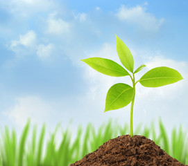 Young green plant growing from soil with blue sky on background