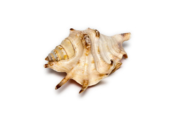 Colorful sea shell isolated on a white background