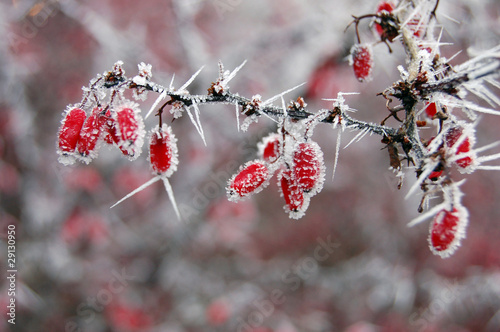 Obraz w ramie Red berries covered with frost