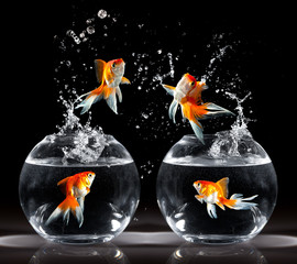 Wall Mural - goldfishs jumps