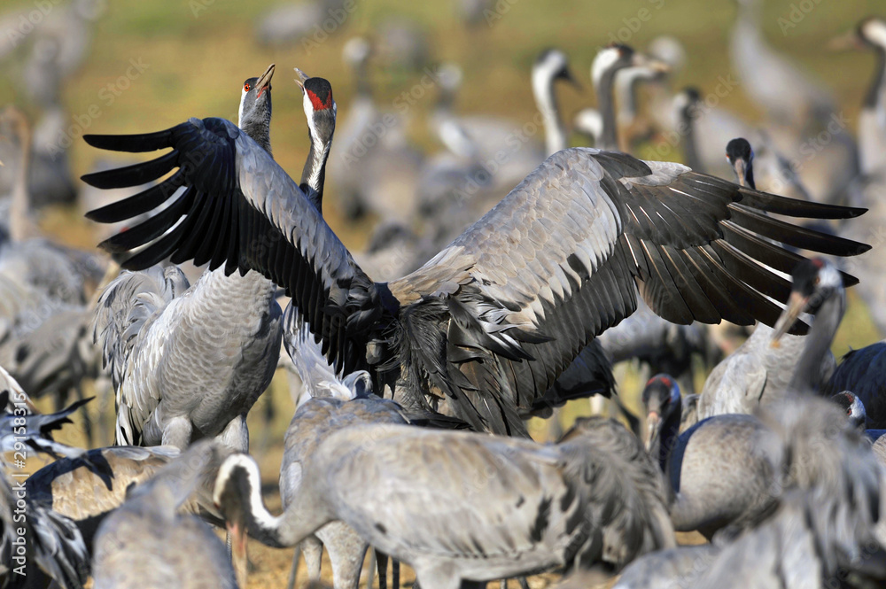 Common Crane (Grus grus), Ahula, Israel Stock Photo | Adobe Stock
