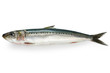 japanese sardine, japanese pilchard