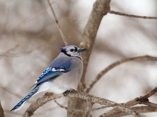 Sticker - Blue Jay, Cyanocitta cristata