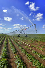 Large Squash Field And Machanical Irrigation System
