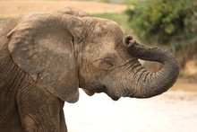 Elephant Headache