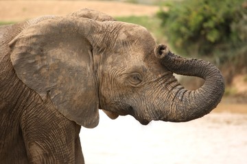 Wall Mural - Elephant Headache