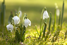 Snowdrop Flowers In Morning, Soft Focus, Perfect For Postcard