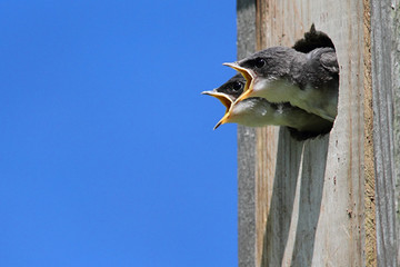 Fototapete - Baby Tree Swallow Begging For Food