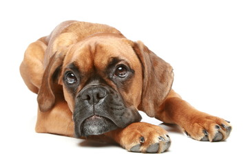 Canvas Print - German Boxer puppy (5 month) lying on a white background