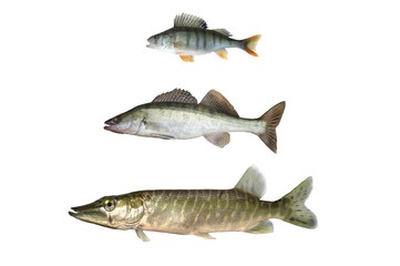 Wall Mural - three predatory fish on white background